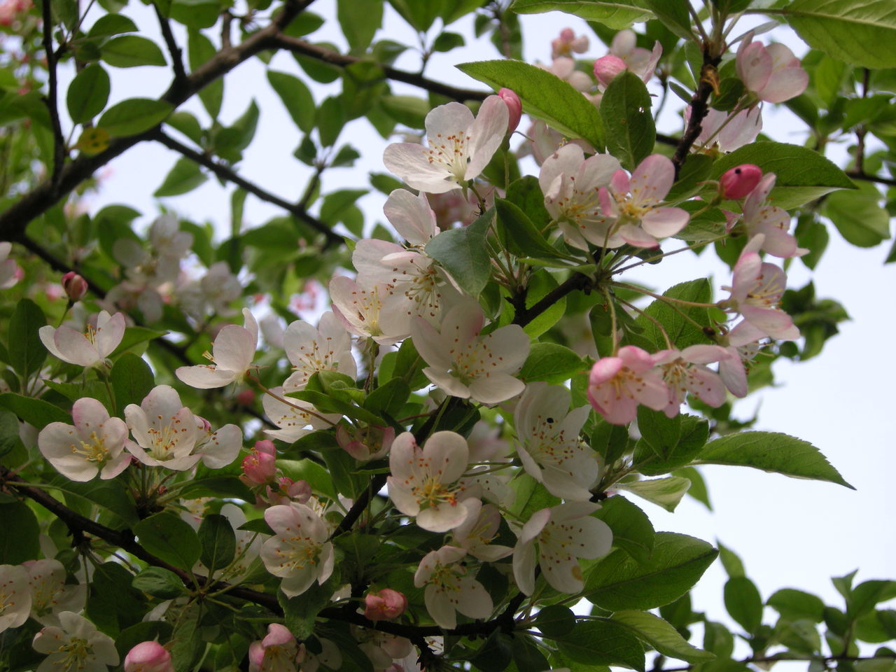 庭の花 平成３０年 18年 どんぐりコロコロこころのブログ